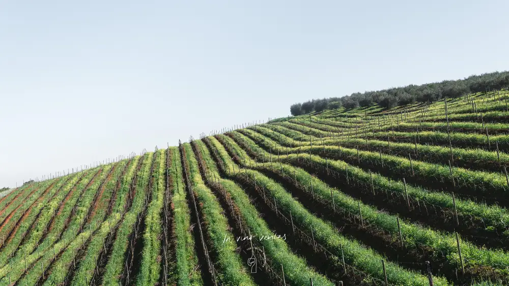 A Guide to Skin Contact Wine